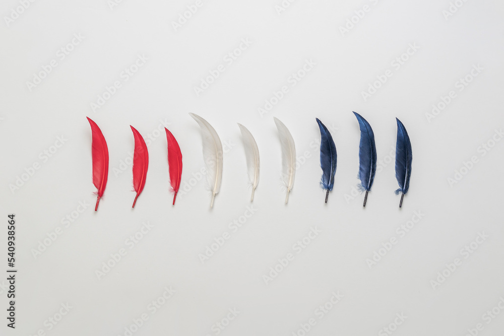 red white and blue bird feathers flat lay, creative simple concept red white and blue bird feathers flat lay, creative simple concept