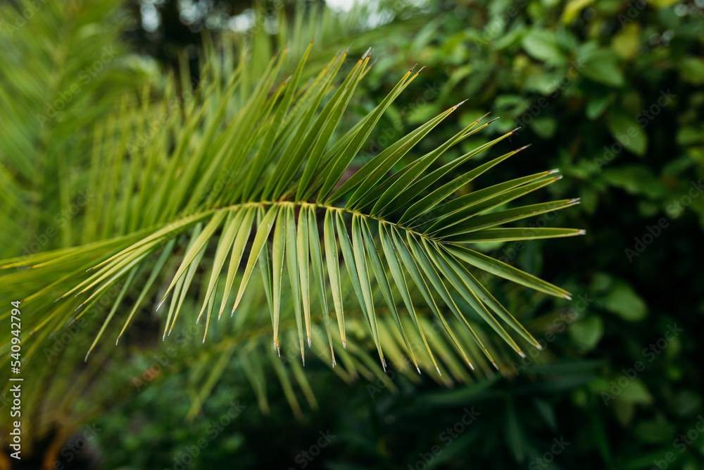 Tropical jungle palm foliage background. Beauty in tropical nature banner for wallpaper, travel or vacation Tropical jungle palm foliage background. Beauty in tropical nature banner for wallpaper, travel or vacation