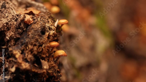 Detail view with tiny small mushrooms growing due to moisture from the trunk of a fallen tree in the middle of the forest. 4K video. photo