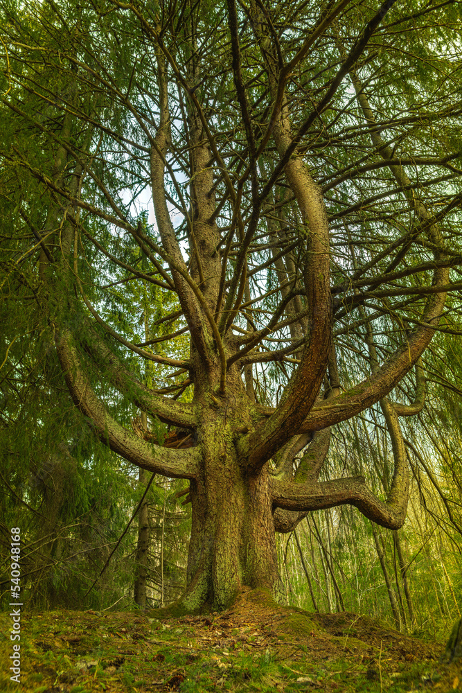 Strange growing chandelier tree in Sweden Strange growing chandelier tree in Sweden