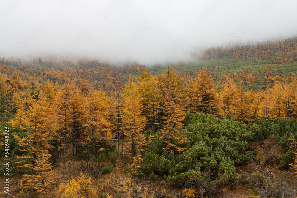 Beautiful autumn landscape. View of the autumn larch forest in the mountains. Larch trees with yellow crowns and thickets of evergreen dwarf pine on the mountain slope. Low cloud cover. Foggy weather.