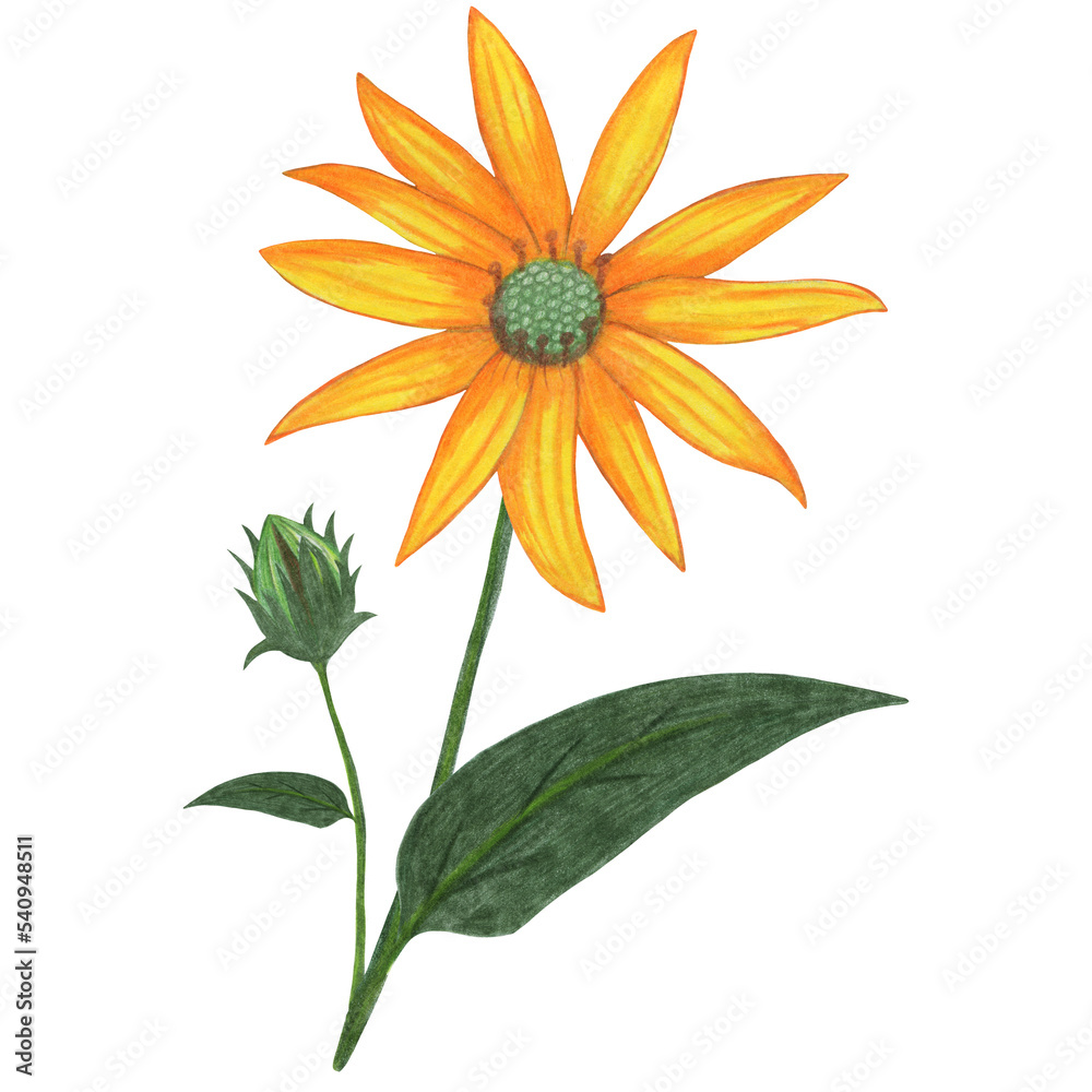 Yellow Topinambur with Green Leaves Isolated on White Background. Jerusalem Artichoke Flower Element Drawn by Colored Pencil. Yellow Topinambur with Green Leaves Isolated on White Background. Jerusalem Artichoke Flower Element Drawn by Colored Pencil.