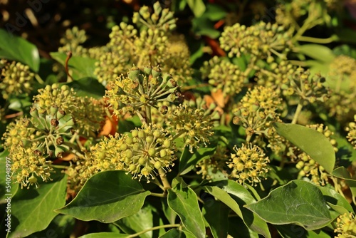 Blühender Efeu (Hedera helix) im Herbst