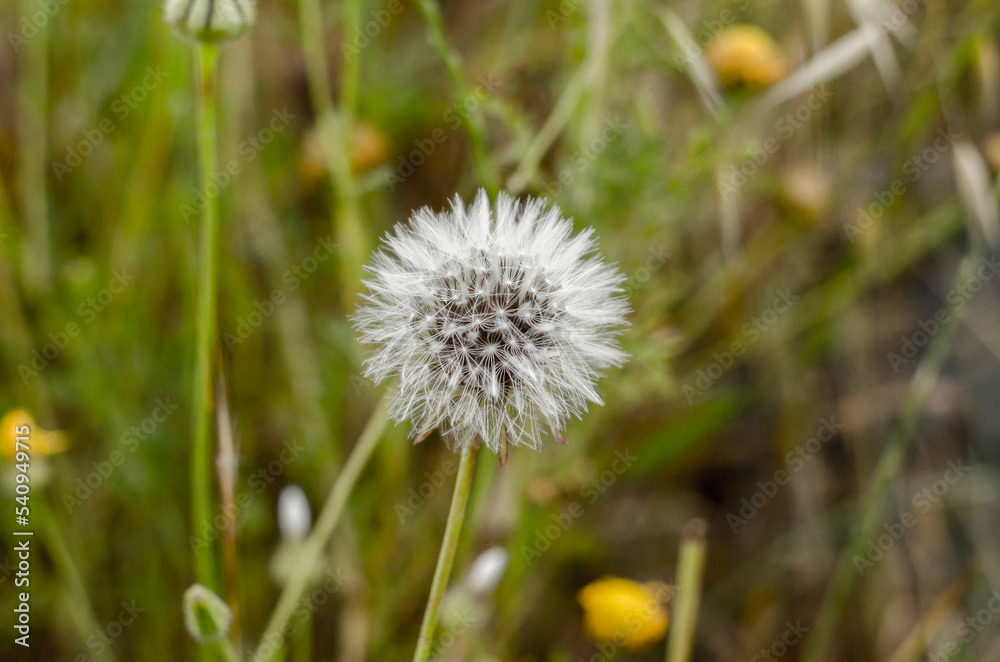 Dandelion plant .Matural , Blurred  background