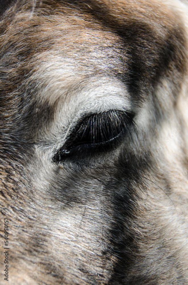 Horse's eye. , close up photography