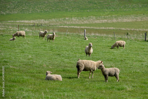 Sheep at Blackwood in Country Victoria  Australia