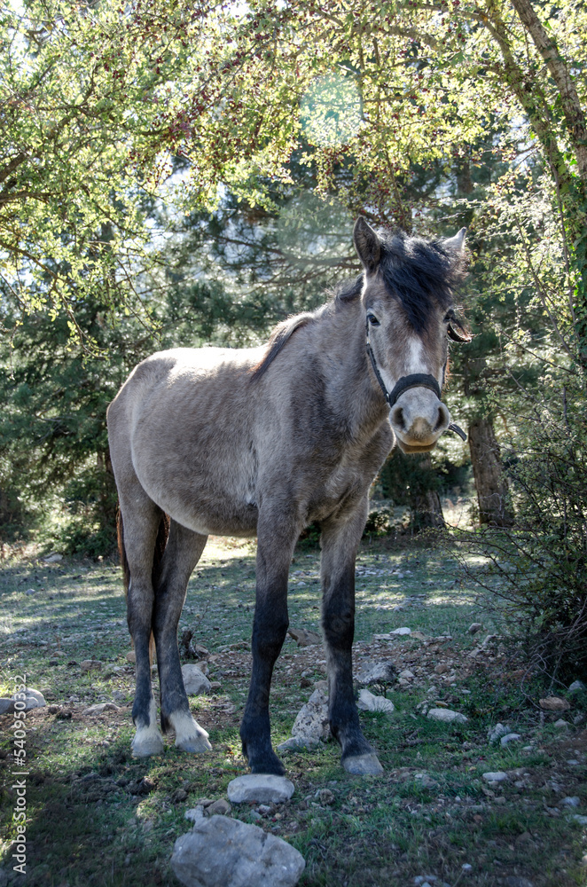 Obraz premium Horse. Farm animals. Farm in Greece.