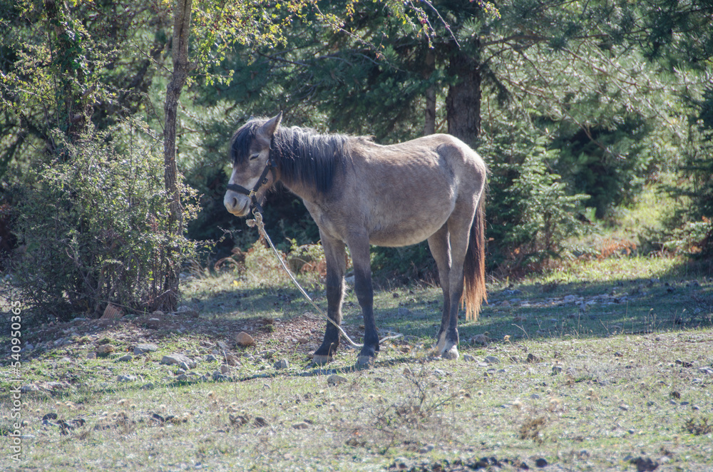 Horse. Farm animals. Farm in Greece. Horse. Farm animals. Farm in Greece.