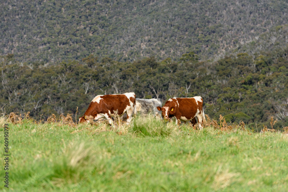 Brpwm Cows in Blackwood, Country Victoria Australia Brpwm Cows in Blackwood, Country Victoria Australia