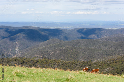 Landscape of Country Victoria, Australia