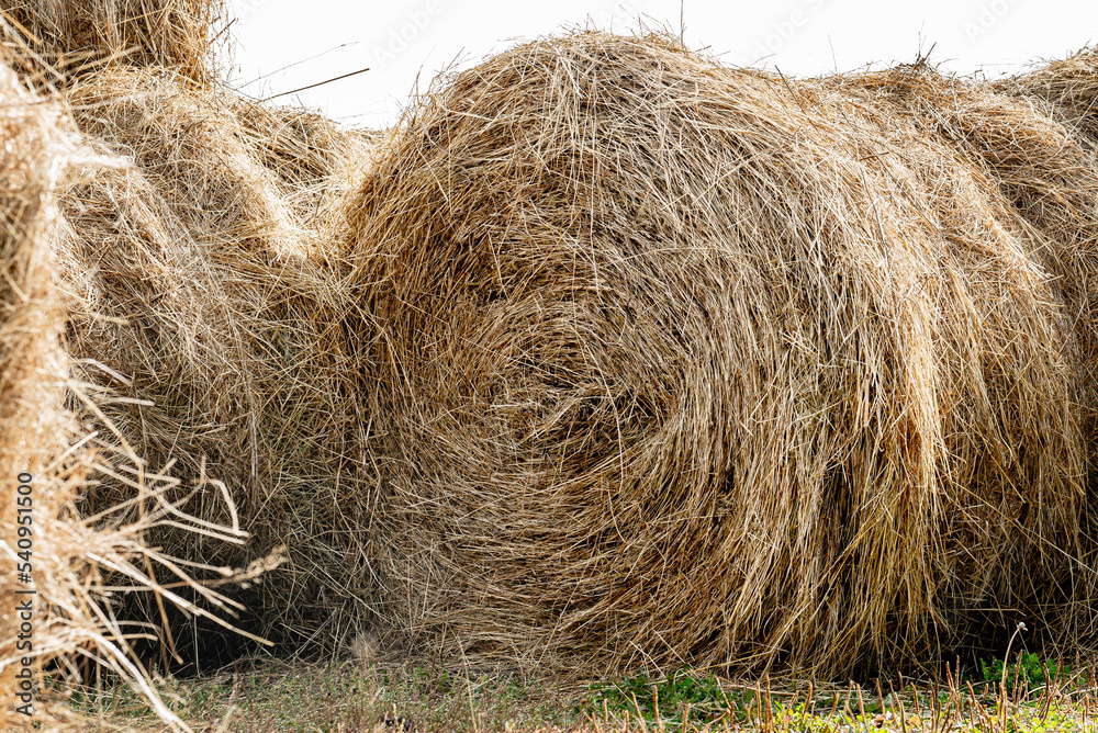 Stack of hay. Autumn background. The hay is twisted. Stack of hay. Autumn background. The hay is twisted.