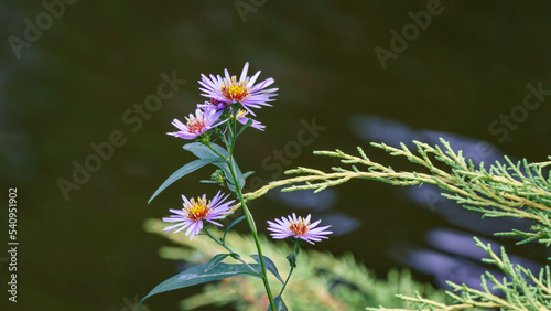 Aster dumosus (Symphyotrichum dumosum, Bushy aster) blooming with purple and pink colorful flowers on green water background. Violet Michaelmas daisies - autumn flowers photo