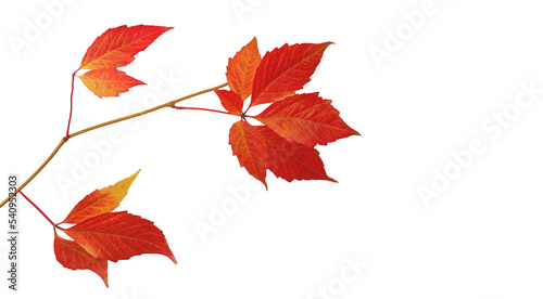 Fall red leaves  isolated on white background for Thanksgiving or Halloween autumn concept.