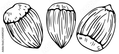 Hazel nut set. Isolated flat hazelnut in shell and peeled with leaves sketch icons. Natural healthy hazel nut organic food collection. Vegetarian diet snack vector illustration