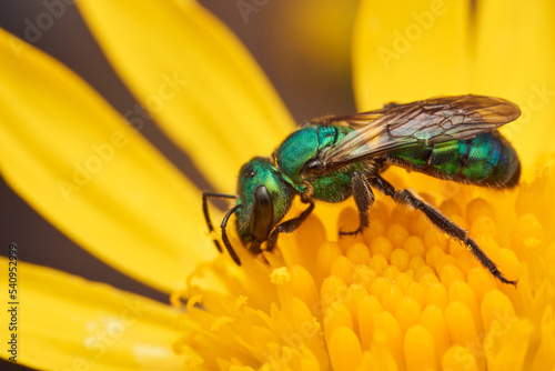 Details of a green bee on a yellow flower. Augochlora photo