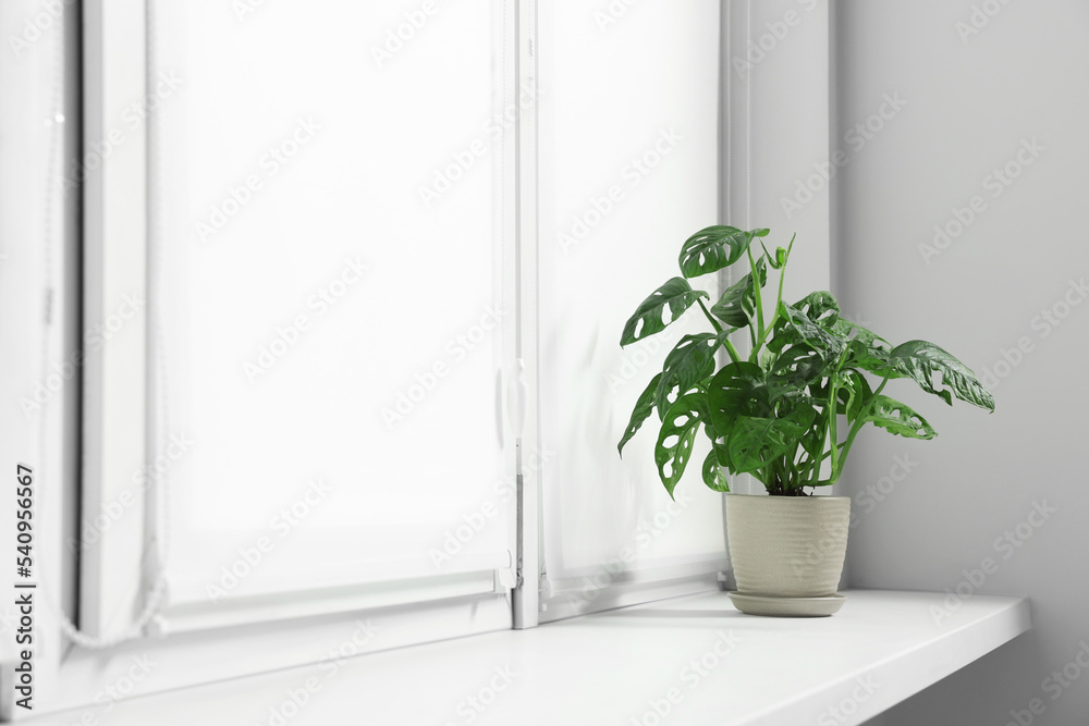 Window with blinds and potted Epipremnum plant on sill indoors Window with blinds and potted Epipremnum plant on sill indoors