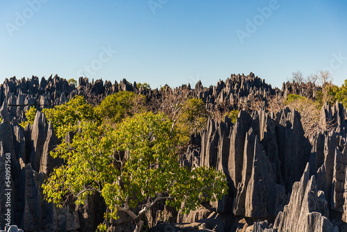 The great Tsingy de Bemaraha of Madagascar in the Tsingy de Bemaraha Integral Nature Reserve of UNESCO photo