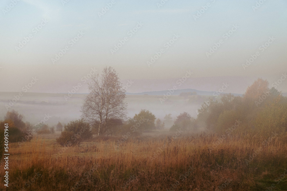 misty morning in the forest