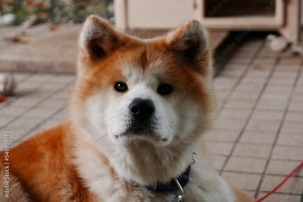 The Akita dog, Akitaken is a historic dog breed of large size