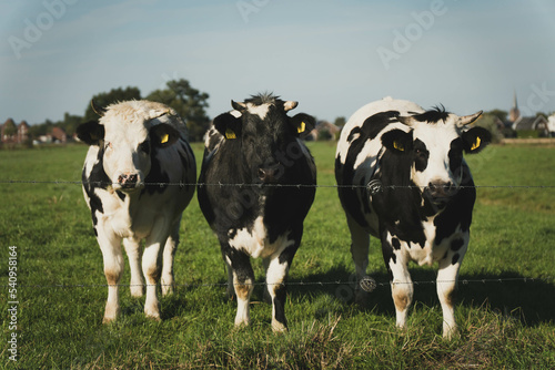 cows in a field