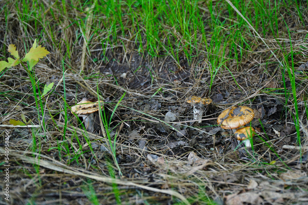 Forest mushrooms in the grass on a natural background. Selective focus Forest mushrooms in the grass on a natural background. Selective focus