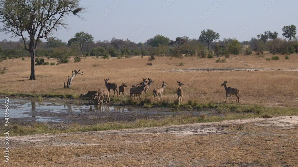 Greater Kudu (Tragelaphus strepsiceros) herd looking alert around at a small pool for drinking. Greater Kudu (Tragelaphus strepsiceros) herd looking alert around at a small pool for drinking.
