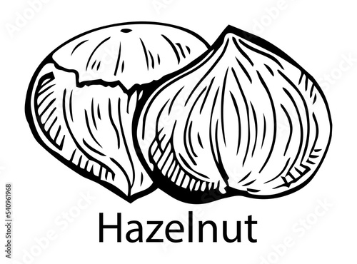 Vector hand drawn hazelnut for template label, packing and emblem farmer market design. Retro sketch style.