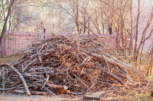 A bunch of cut tree branches in the park on an autumn evening. The light of the sun at sunset. Sanitary processing of trees. An alternative source in the energy crisis. Firewood in the garden.