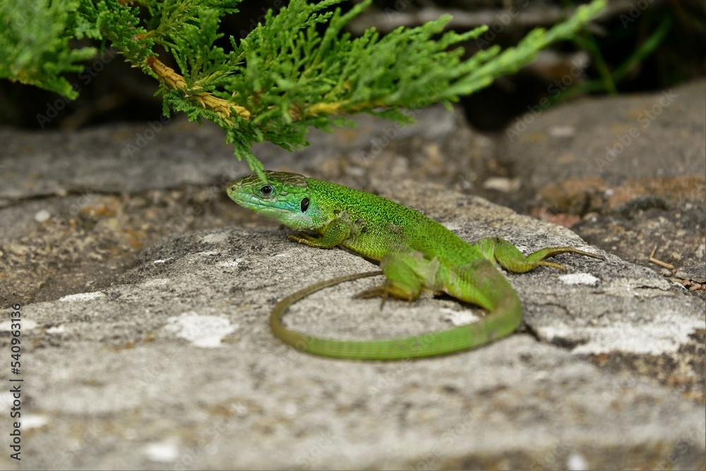 Ramarro , jaszczurka, ramarro lizard Ramarro , jaszczurka, ramarro lizard