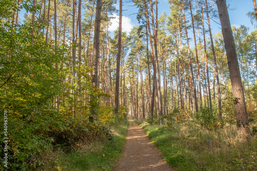 Fototapeta premium Schöner Radweg im Wald im leuchtenden Herbst bei Jabel