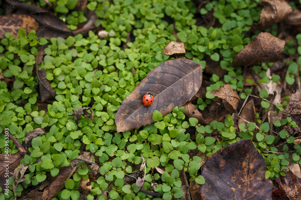 Tiny beautiful ladybug, lady-bird on dry leaf among fresh green grass. Autumn nature, insect wildlife. Top view Tiny beautiful ladybug, lady-bird on dry leaf among fresh green grass. Autumn nature, insect wildlife. Top view