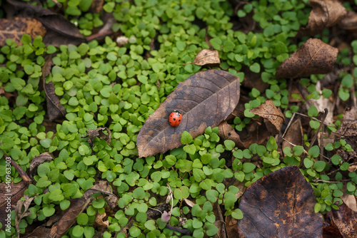Tiny beautiful ladybug, lady-bird on dry leaf among fresh green grass. Autumn nature, insect wildlife. Top view