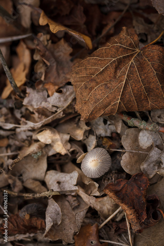 Little grey mushroom cap among dry brown leaves in autumn forest. Beautiful nature, macro world photography. Top view