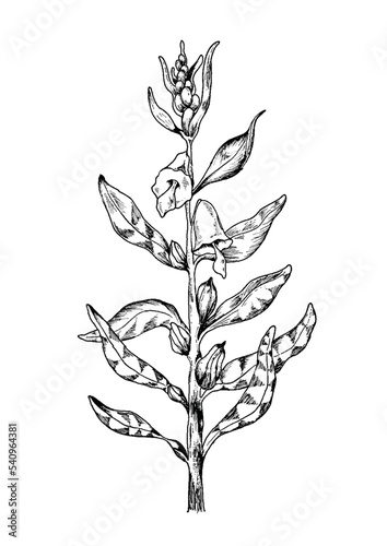 Sesame Plant
