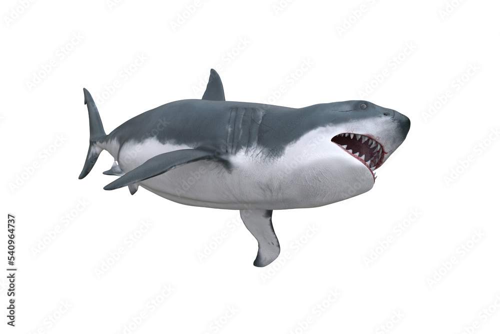 Fototapeta premium Great White Shark turning. 3D render isolated on transparent background.