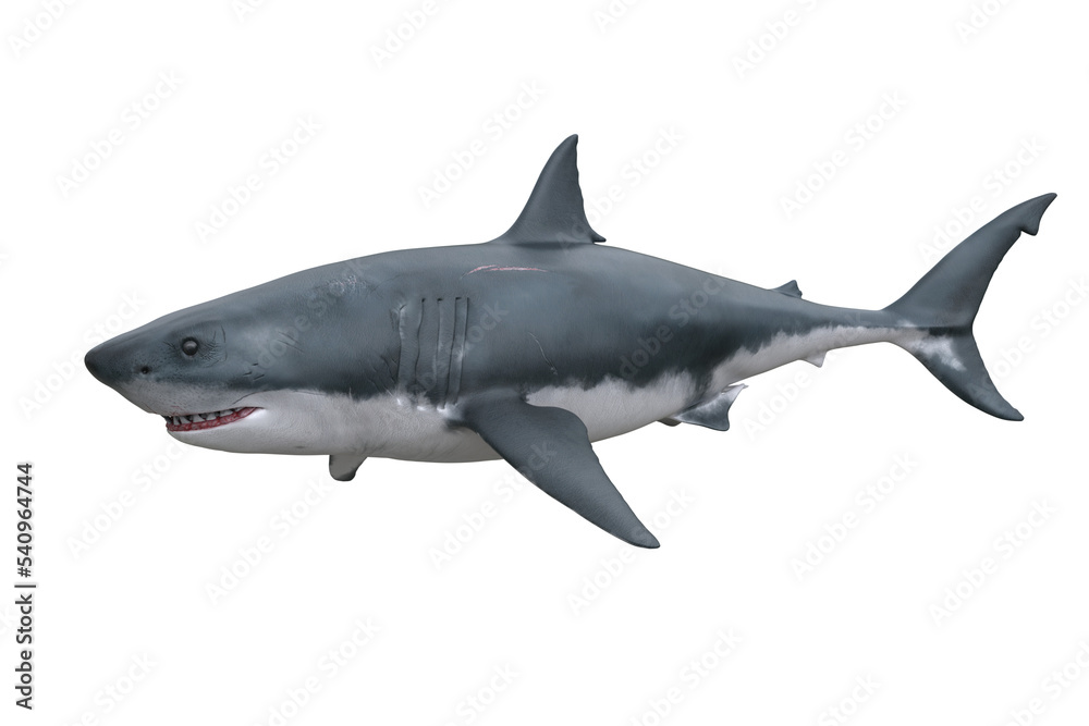 Fototapeta premium Great White Shark. 3D render isolated on transparent background.