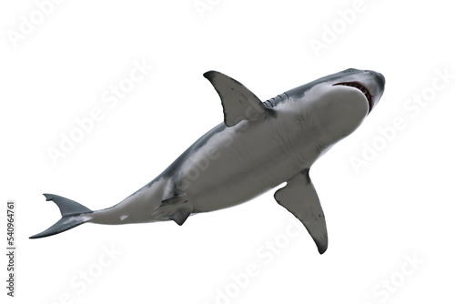 Great White Shark swimming overhead. 3D render isolated on transparent background.