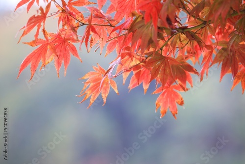 가을풍경 - 단풍나무