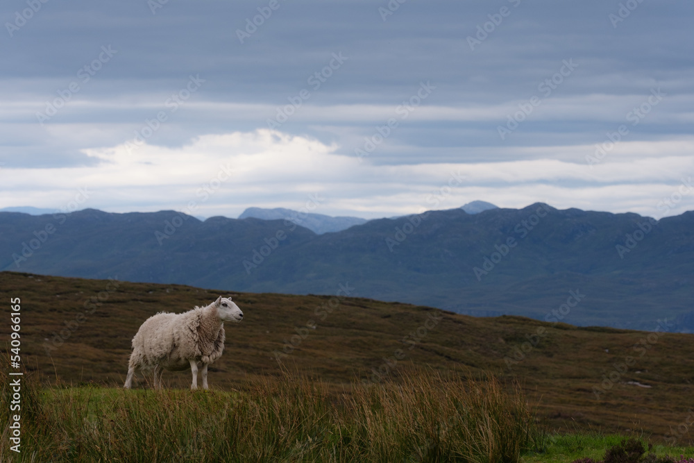 sheep in scotland