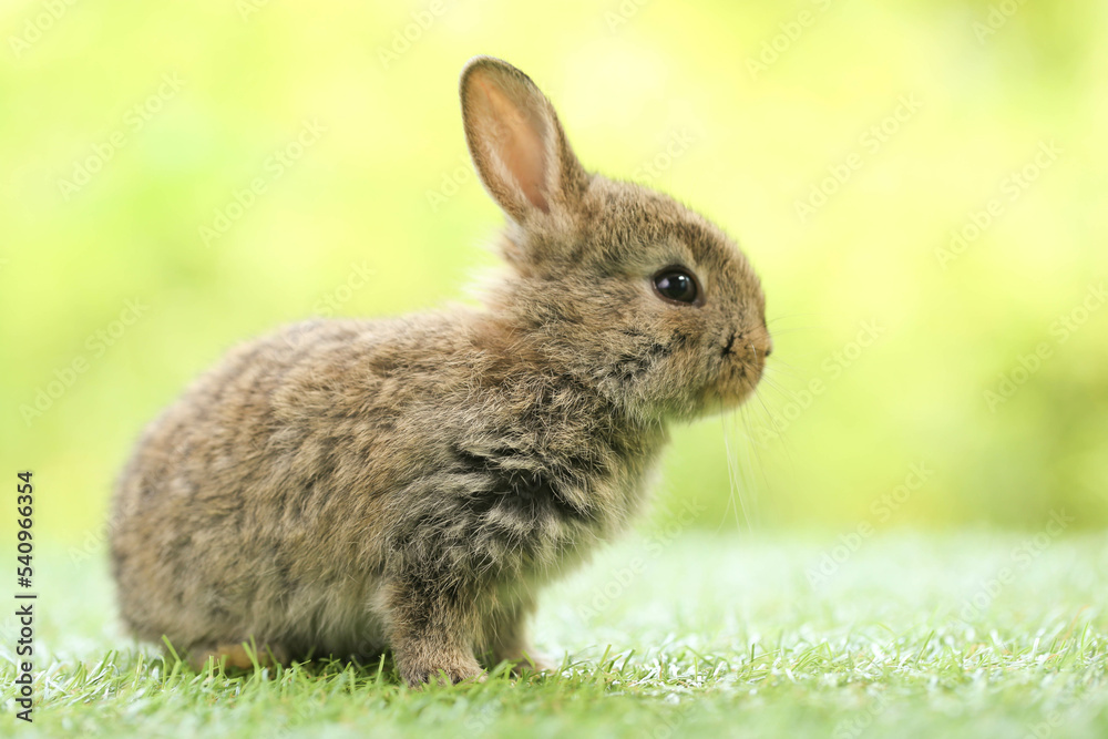 Cute little rabbit on green grass with natural bokeh as background during spring. Young adorable bunny playing in garden. Lovely pet at park in spring. Cute little rabbit on green grass with natural bokeh as background during spring. Young adorable bunny playing in garden. Lovely pet at park in spring.