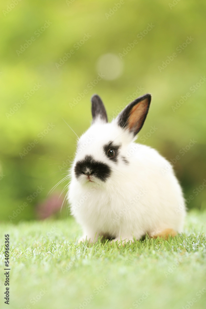 Cute little rabbit on green grass with natural bokeh as background during spring. Young adorable bunny playing in garden. Lovely pet at park in spring. Cute little rabbit on green grass with natural bokeh as background during spring. Young adorable bunny playing in garden. Lovely pet at park in spring.