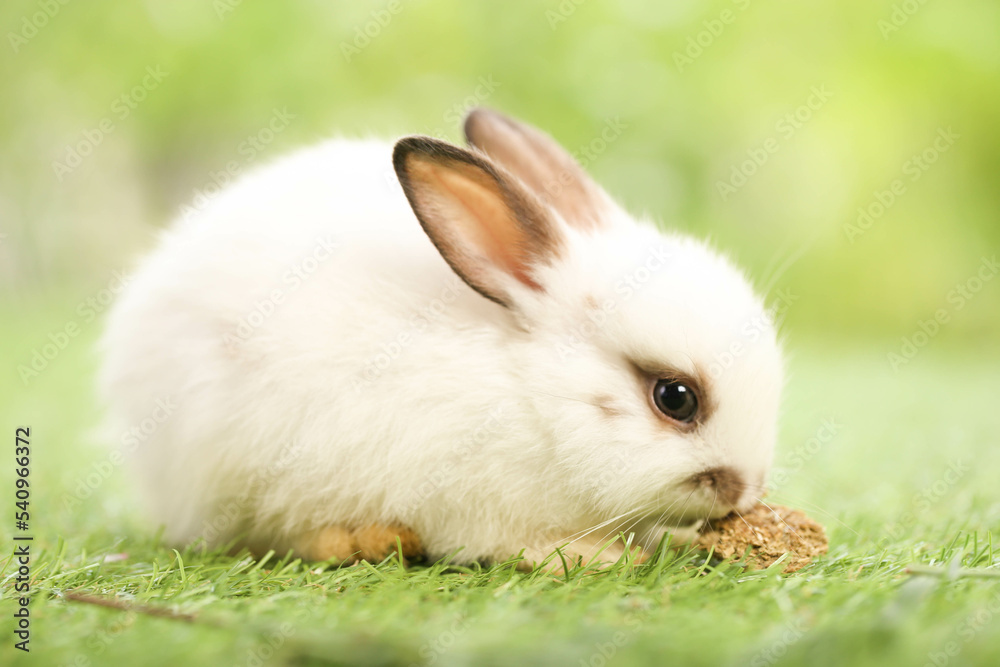 Cute little rabbit on green grass with natural bokeh as background during spring. Young adorable bunny playing in garden. Lovely pet at park in spring. Cute little rabbit on green grass with natural bokeh as background during spring. Young adorable bunny playing in garden. Lovely pet at park in spring.