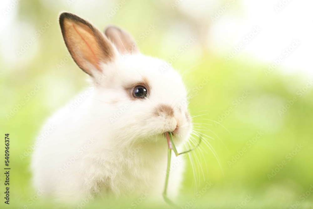 Cute little rabbit on green grass with natural bokeh as background during spring. Young adorable bunny playing in garden. Lovely pet at park in spring. Cute little rabbit on green grass with natural bokeh as background during spring. Young adorable bunny playing in garden. Lovely pet at park in spring.