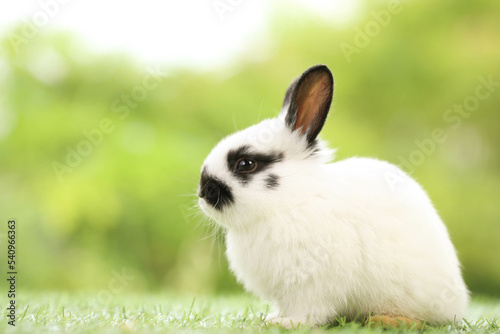 Cute little rabbit on green grass with natural bokeh as background during spring. Young adorable bunny playing in garden. Lovely pet at park in spring. © soultkd