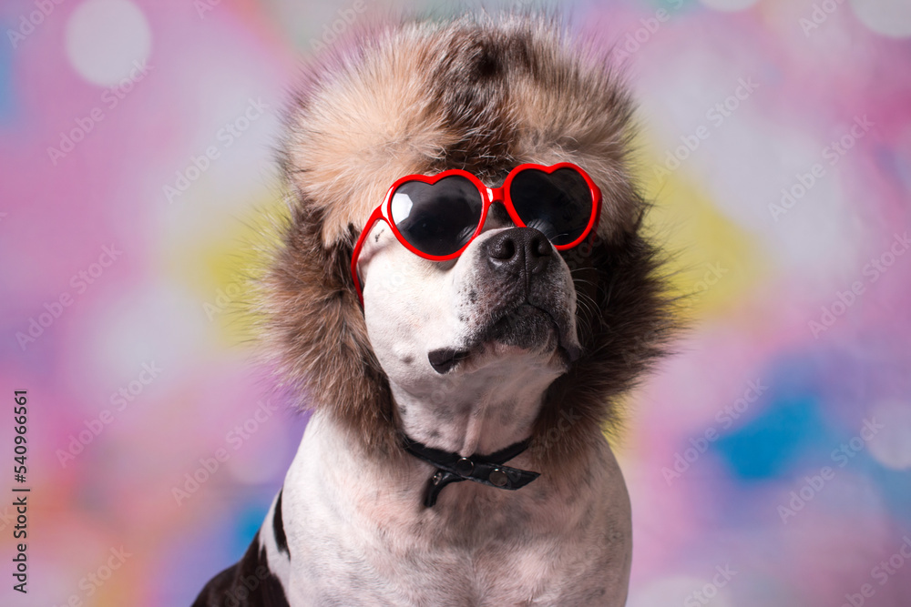 A fashionable dog in a hat with earflaps and glasses. Dog skier on winter vacation, New Year and Christmas
