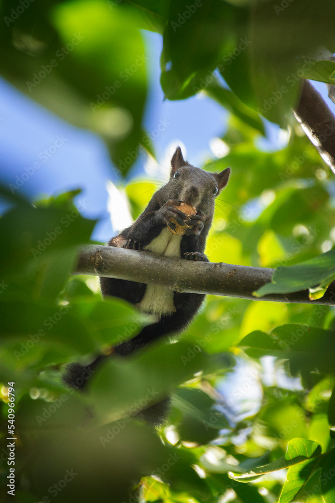 Écureuil perché avec sa noix