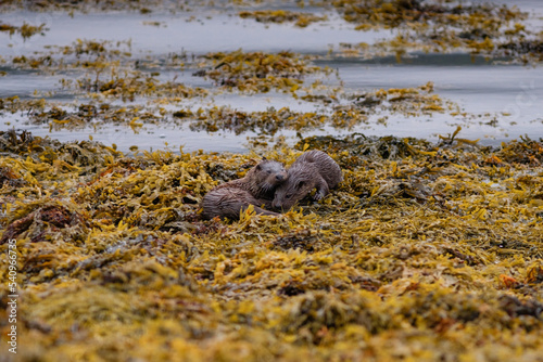 Otter mother and two cubs
