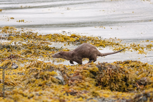 Otter mother and two cubs