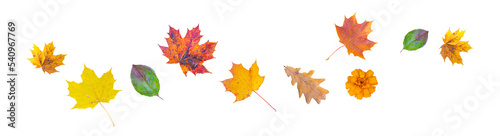 autumn leaves of different colors crumbling down
