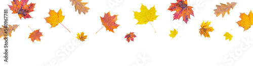 autumn leaves of different colors crumbling down